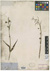 F. parviflora isotype